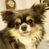hueybarks